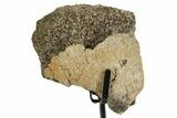 Dinosaur (Triceratops) Frill Shield Section w/ Stand - South Dakota #363559-2